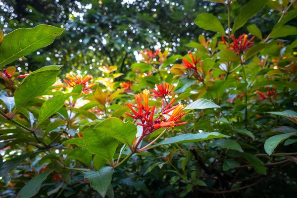 Hamelia Patenta Pequeño Árbol Con Flores Naranjas Uttarakhand India — Foto de Stock