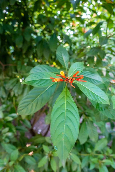 Hamelia Patenteia Pequena Árvore Com Flores Cor Laranja Uttarakhand Índia — Fotografia de Stock
