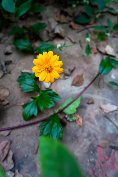 Sphagneticola Trilobata Comúnmente Conocida Como Flor Floreciente Amarilla Del Ojo — Foto de Stock