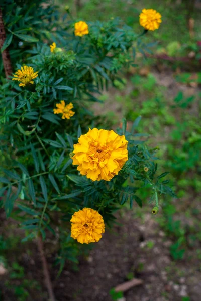Kwiat Nagietka Lub Tagetes Ogrodzie Indyjskim Marigold Symbol Radości Pomyślności — Zdjęcie stockowe