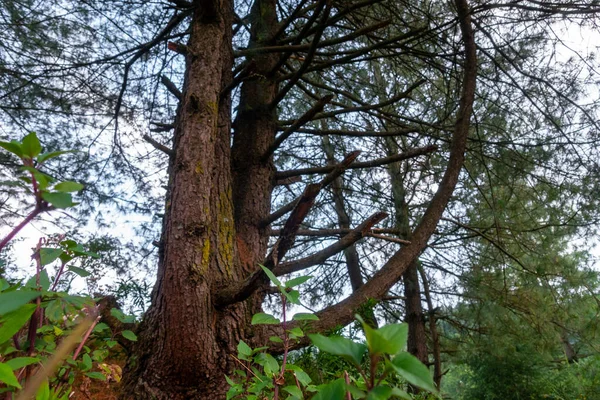 セドルス デオダラ デオダール杉 ヒマラヤ杉 デオダールの木が芸術的なデザインで森の中にあります インド ウッタラーカンド州ヒマラヤ地方 — ストック写真