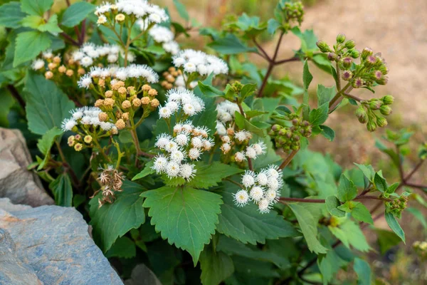 Ageratum conyzoides genellikle beyaz çiçekli ve yapraklı Billy Keçi Otu bitkisi olarak bilinir. Uttarakhand Hindistan.