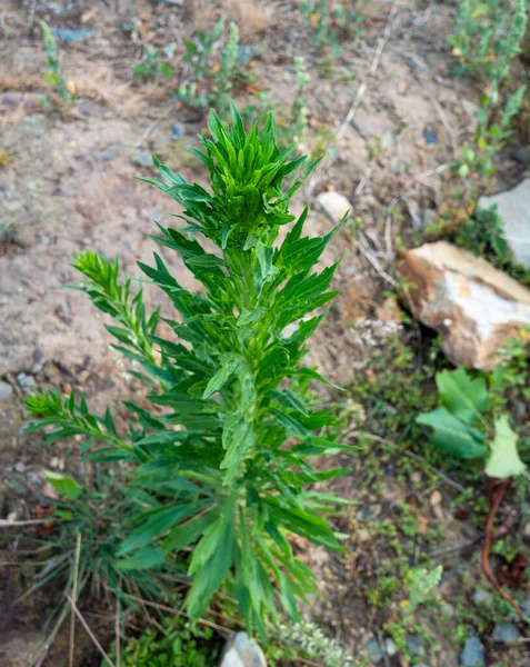 Erigeron Canadensis Κοινώς Γνωστό Φυτό Αγριόχορτου Περιφέρεια Uttarakhand Των Ιμαλαΐων — Φωτογραφία Αρχείου