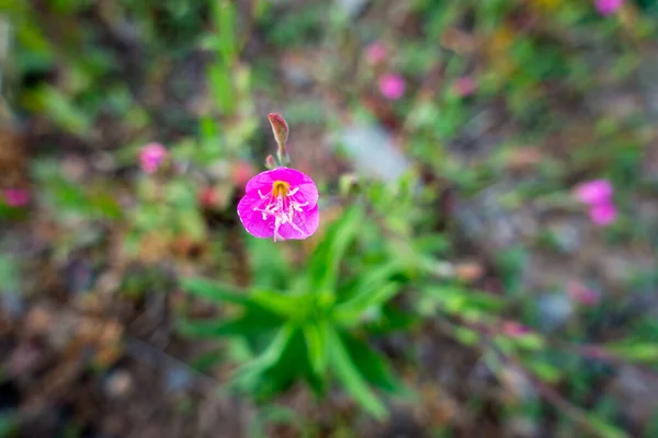 Nahaufnahme Einer Rosafarbenen Blume Von Oenothera Speciosa Mit Unscharfem Hintergrund — Stockfoto