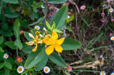 Hypericum yaprak bitkisinin çiçekleri. St. John otçul familyasından Hypericaceae familyasından bir bitki türü. Uttarakhand 'ın Himalaya bölgesi. Hindistan.