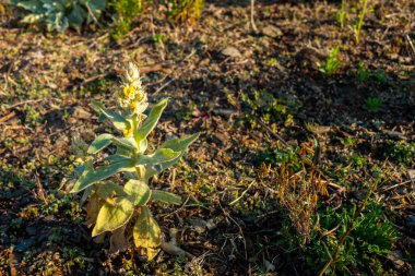 Verbascum thapsus, Uttarakhand, Hindistan 'ın Himalaya bölgesindeki büyük mullein bitkisi..