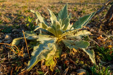 Verbascum thapsus, Uttarakhand, Hindistan 'ın Himalaya bölgesindeki büyük mullein bitkisi..