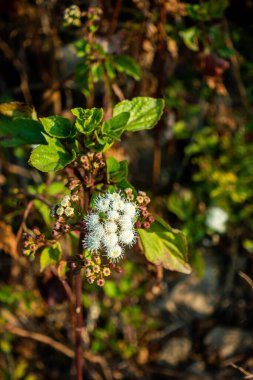 Ageratum conyzoides genellikle beyaz çiçekli ve yapraklı Billy Keçi Otu bitkisi olarak bilinir. Uttarakhand Hindistan.