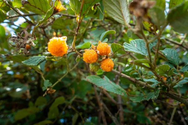 Rubus Ellipticus Comúnmente Conocida Como Frambuesa Dorada Del Himalaya Frambuesa — Foto de Stock