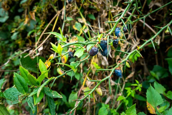 Berries Prinsepia Utilis Também Conhecido Como Dhatelo Arbusto Decíduo Distribuído — Fotografia de Stock