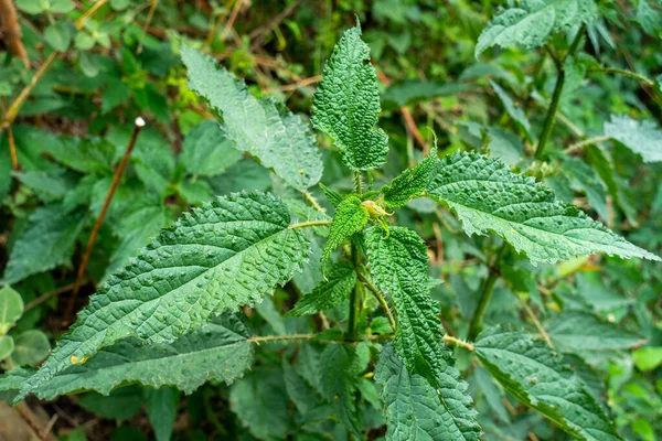 ウルティカ病因の閉鎖ショットは とげのある葉を持つ一般的なイラクサの植物としても知られています インド ウッタラーカンドのカンダリ ヒマラヤ地域とも呼ばれる — ストック写真