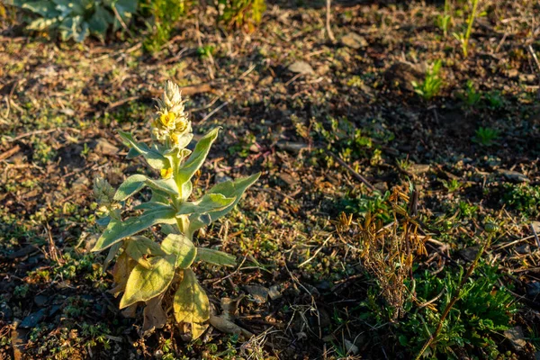 Verbascum Thapsus Grande Plante Molène Dans Région Himalayenne Uttarakhand Inde — Photo