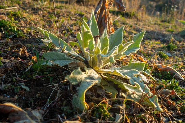 Verbascum Thapsus Μεγάλο Φυτό Μουλέν Στην Περιοχή Uttarakhand Των Ιμαλαΐων — Φωτογραφία Αρχείου