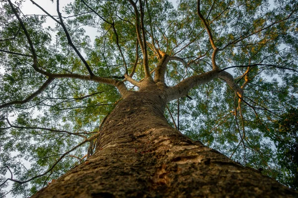 枝を広げた大きな木の上に天蓋があります インド — ストック写真