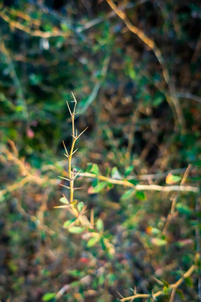 Zbliżenie Ujęcia Cierni Rośliny Acacia Indie — Zdjęcie stockowe