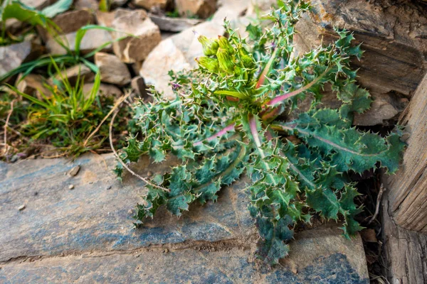 Φυτό Spiny Sowthistle Sonchus Asper Στην Περιφέρεια Uttarakhand Των Ιμαλαΐων — Φωτογραφία Αρχείου