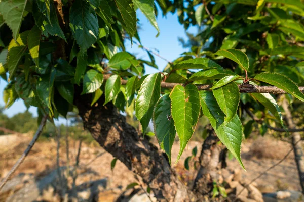 Hojas Árbol Prunus Avium Comúnmente Llamado Cereza Silvestre Cereza Dulce — Foto de Stock