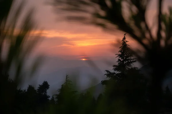 Aranyóra Himalájában Lenyugszik Nap Narancssárga Eget Vet Fenyőfa Sziluettek Díszítik — Stock Fotó