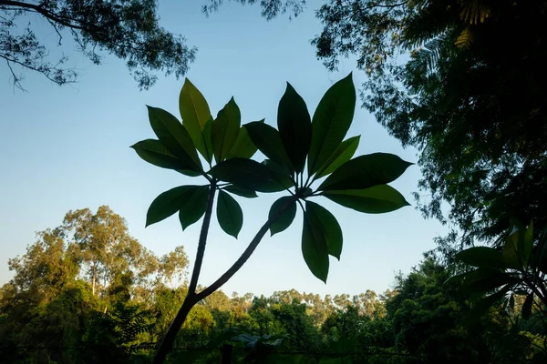 背景に青い空と木のキャノピーを持つ創造的な植物の葉 自然と環境のテーマ — ストック写真