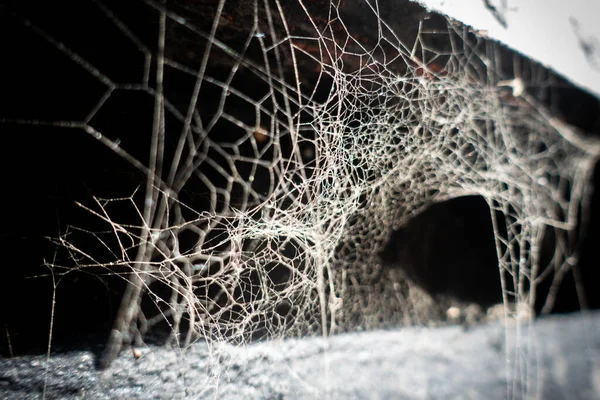 예술적 풍미로 거미줄의 클로즈업 — 스톡 사진