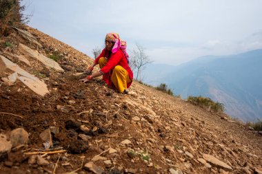 14 Ekim 2022 Uttarakhand, Hindistan. Geleneksel giyimli Garhwali kadını tarım arazisiyle ilgileniyor, toprağı kazıyor ve sürüyordu. Yerel tarım uygulamalarını benimsemek
