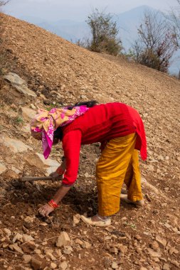 14 Ekim 2022 Uttarakhand, Hindistan. Geleneksel giyimli Garhwali kadını tarım arazisiyle ilgileniyor, toprağı kazıyor ve sürüyordu. Yerel tarım uygulamalarını benimsemek