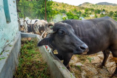 Uttarakhand köyündeki yalakta inekler ve bufalolar besleniyor.