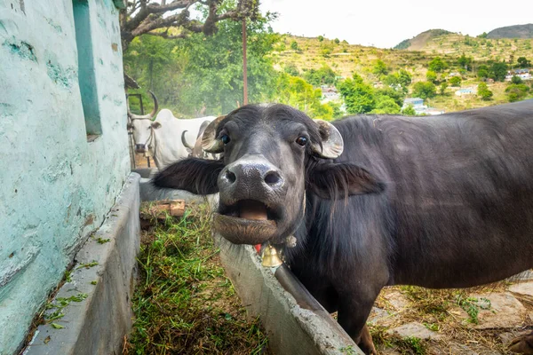 Uttarakhand köyündeki yalakta inekler ve bufalolar besleniyor.