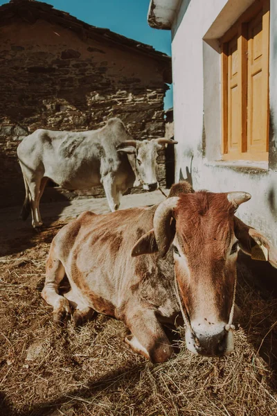 Indigenous Badri/Pahari cow at village home, grazing on Himalayan herbs. Native Uttarakhand breed.