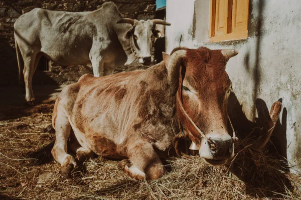 Indigenous Badri/Pahari cow at village home, grazing on Himalayan herbs. Native Uttarakhand breed.