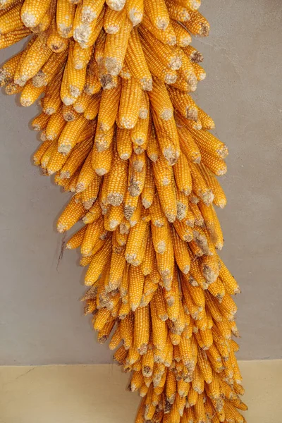 Drying Corn Maize Hung Rustic Uttarakhand India Showcasing Traditional Rural — Stock Photo, Image