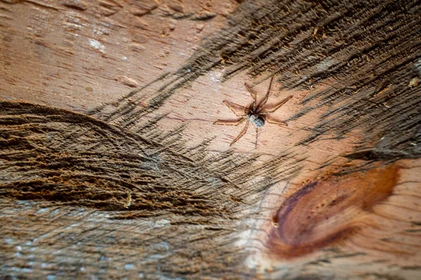 Barn Funnel Weaver Spider Tegenaria Domestica Wooden Ceiling Uttarakhnad India — Stock Photo, Image