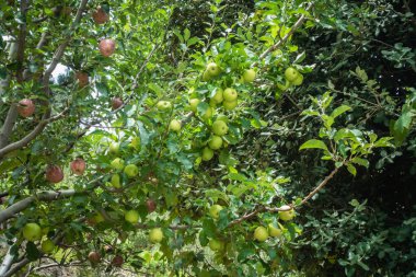 Kraliyet Elmaları. Kinnaur İlçesi orkidelerini süsleyen elma kümeleri, Himachal Pradesh, Hindistan. Çıtır meyve bahçesi sahnesi.