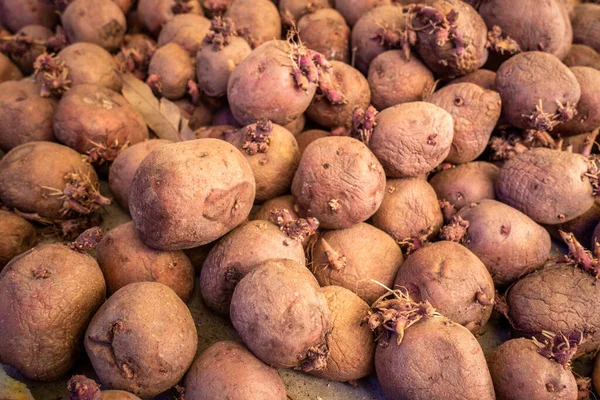 Himachal Pradesh, Hindistan 'dan canlı organik kırmızı ve pembe patatesler. Ayırt edici kırmızı başparmak türü.