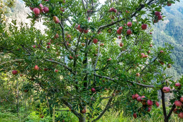Punaiset Omenat Rypäleterttuja Omenat Koristavat Kinnaur District Orkideat Himachal Pradesh — kuvapankkivalokuva