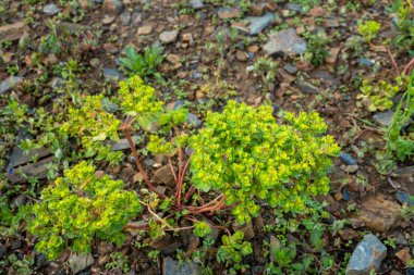 Euphorbia helioskoppia, güneş lekesi ya da deli kadın sütü Himalaya çayırlarında, Uttarakhand, Hindistan 'da yetişir..