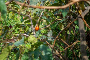 Hindistan 'da Japani Phal olarak bilinen olgun bir Persimmon meyvesi Uttarakhand' ın Himalaya bölgesindeki bir ağaçtan sarkıyor.