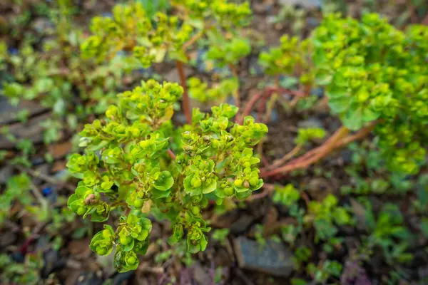 Euphorbia Helioscopia Ηλιοφάνεια Γάλα Της Τρελής Ευδοκιμεί Στα Λιβάδια Των — Φωτογραφία Αρχείου