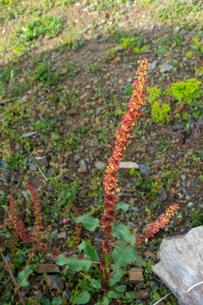 Κοντινό Πλάνο Του Rumex Crispus Σγουρό Φυτό Αποβάθρα Στους Λόφους — Φωτογραφία Αρχείου