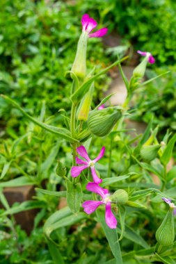 Hindistan 'ın Uttarakhand bölgesindeki Himalaya bölgesinde, ot sileni ve büyük kum sineği olarak bilinen mor çiçekli bir tür olan Silene konoidea' nın makro yakalanması.