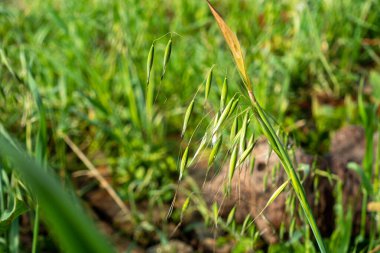 Tohumları yenilebilen bir ot türü olan Avena sterilis 'i yakından çek. Himalaya 'nın Uttarakhand bölgesindeki çayırlar.