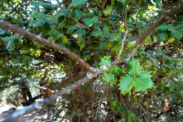 Listy Kermes Dubu Quercus Coccifera Himachal Pradesh Indie Les — Stock fotografie