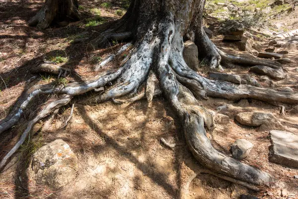 Deodar Cedar Tree Root Spreading Himachal Pradesh Forest Floor India — Stock Photo, Image