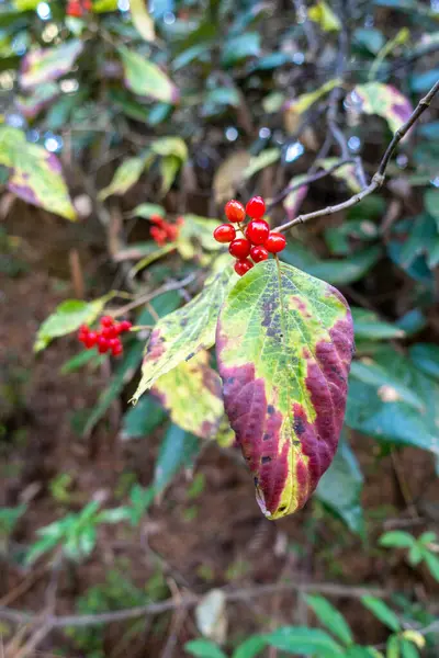 金银花 金银花 野生红莓在喜马拉雅山 Uttarakhand India — 图库照片