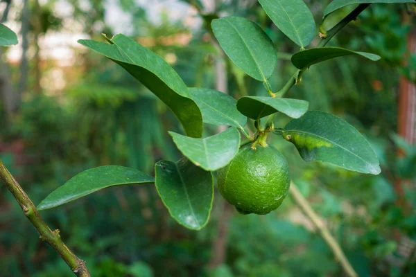 通常被称为石灰或柠檬 挂在印度花园里的一棵树上 — 图库照片