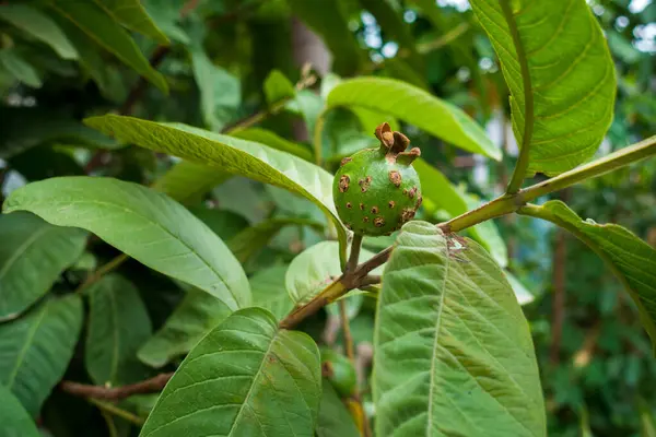 Mantar sefalosunun yol açtığı kahverengi benekli Guava meyvesi hastalığı