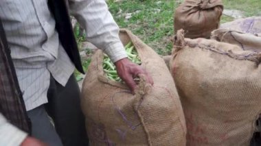 Sebze pazarına taşınmak üzere taze toplanmış organik bezelyelerle dolu paketleri diken eller. Uttarakhand Hindistan.