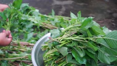 Hindistan 'ın Uttarakhand kentindeki organik bir bahçede Amaranth tahılının ve canlı Chaulai bitkisinin hasat sonrası işlenişini araştırın. Büyüleyici stok görüntüleriyle sürdürülebilir tarım uygulamaları.