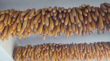 Kurutulmuş mısır ya da mısır Hindistan 'ın Uttarakhand kırsalında asılıydı. Geleneksel kırsal hasat metodlarını sergiliyordu.