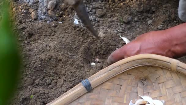 Żywy Film Wykwalifikowanymi Indyjskimi Rękami Siejącymi Nasiona Kilofem Uprawiającymi Żyzną — Wideo stockowe